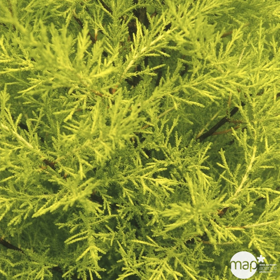 Cupressus macrocarpa Goldcrest : pot d.13cm