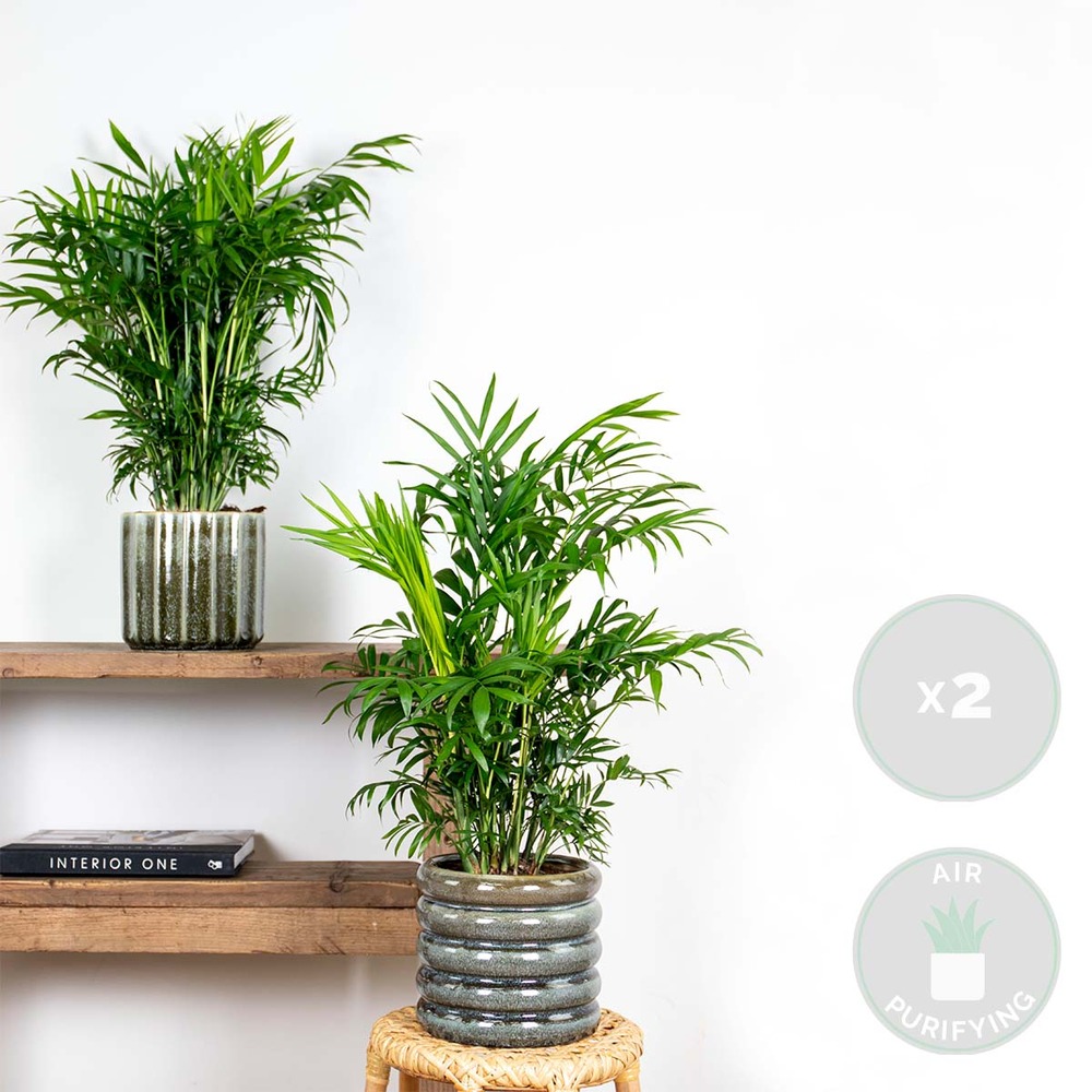 2x chamaedorea elegans - palmier nain mexicain - plante d'intérieur - purificateur d'air – ⌀17 cm - ↕50-60 cm