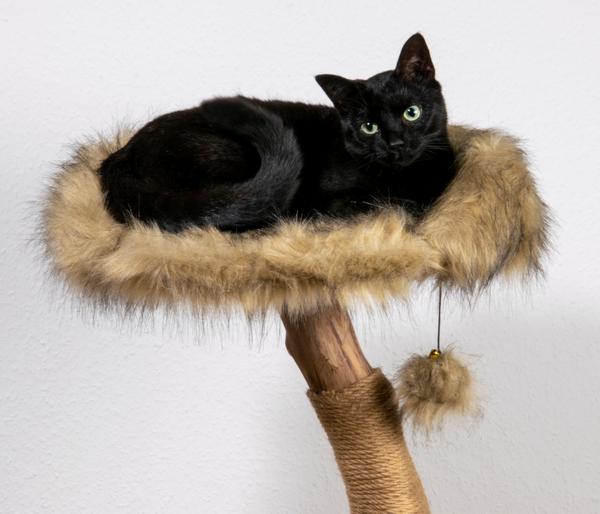 dobar® petlife Design-Katzenmöbel Ruby, ca.