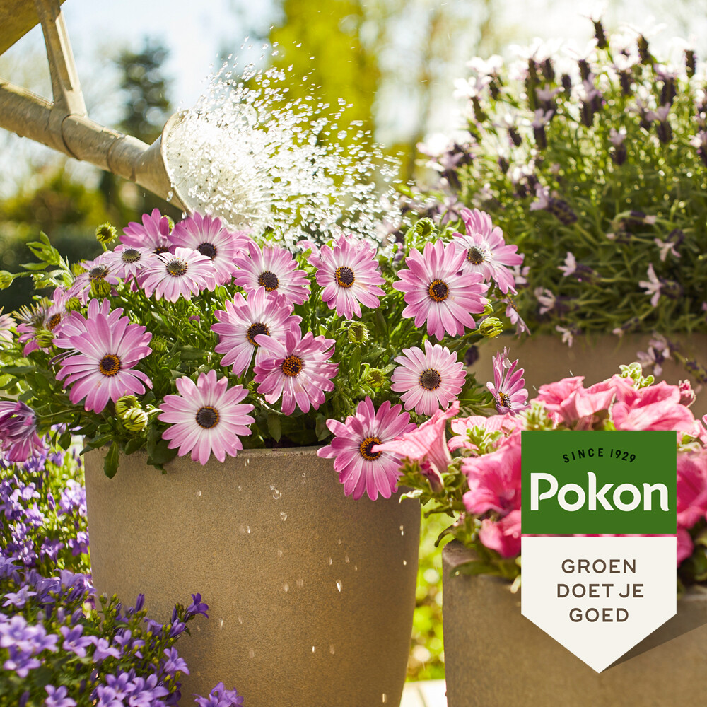 Pokon Plantenvoeding Terras & Balkon 1 liter