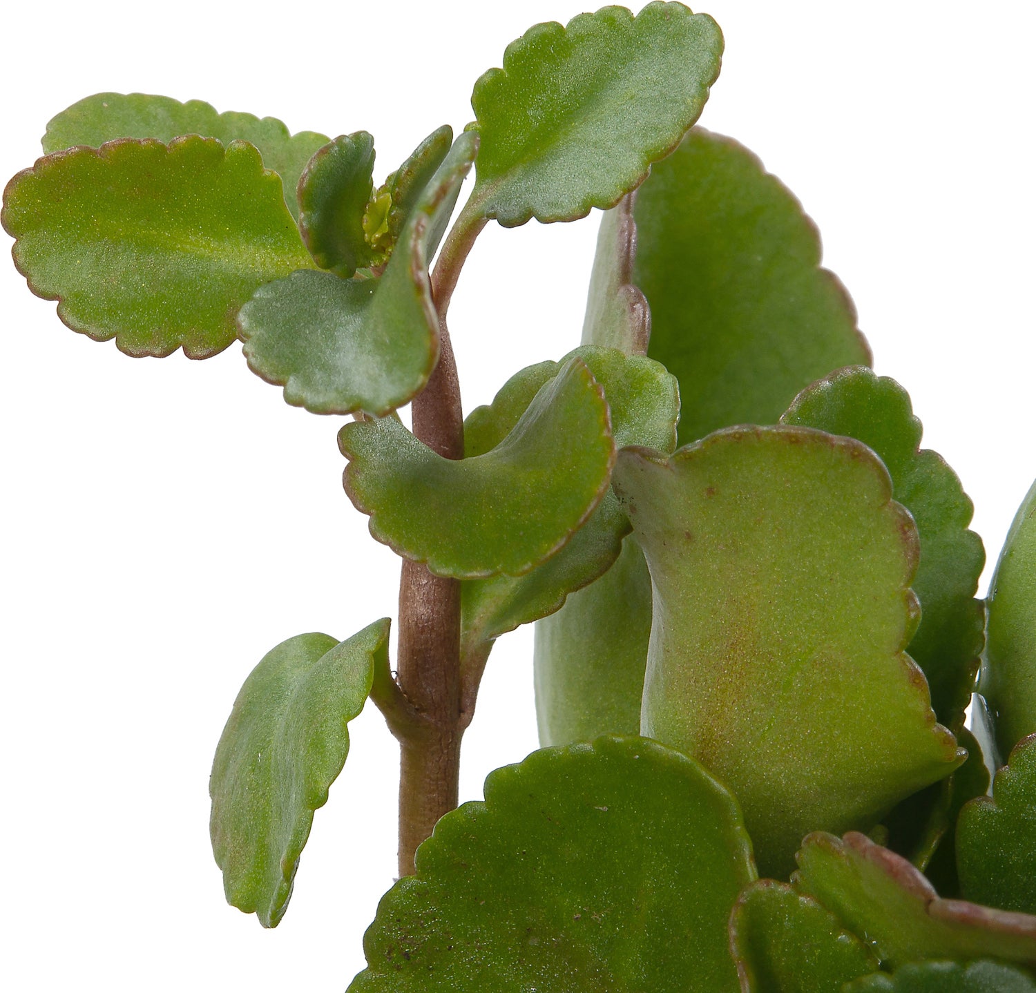 Goudkorrel (Chiastophyllum oppositifolium) D 9 H 10 cm