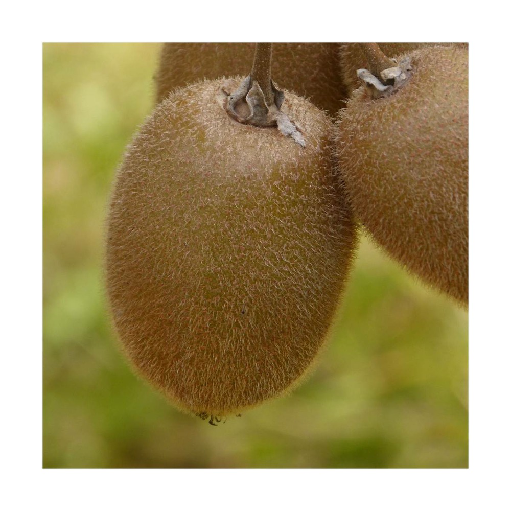 Kiwi chinensis hayward (femelle)/actinidia chinensis hayward (femelle)[-]godet - 5/20 cm