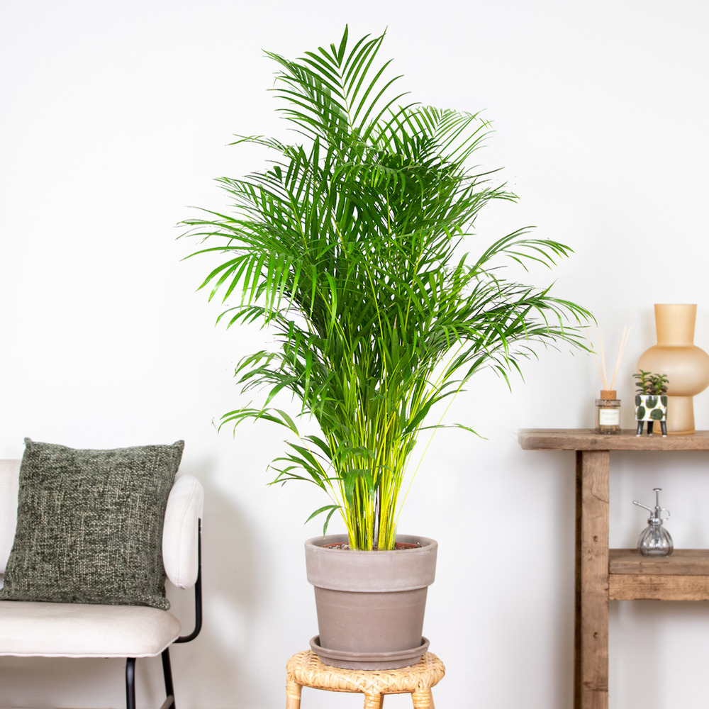 Dypsis lutescens - palmier dorés - plante d'intérieur - entretien facile – ⌀24 cm - ↕140-150 cm