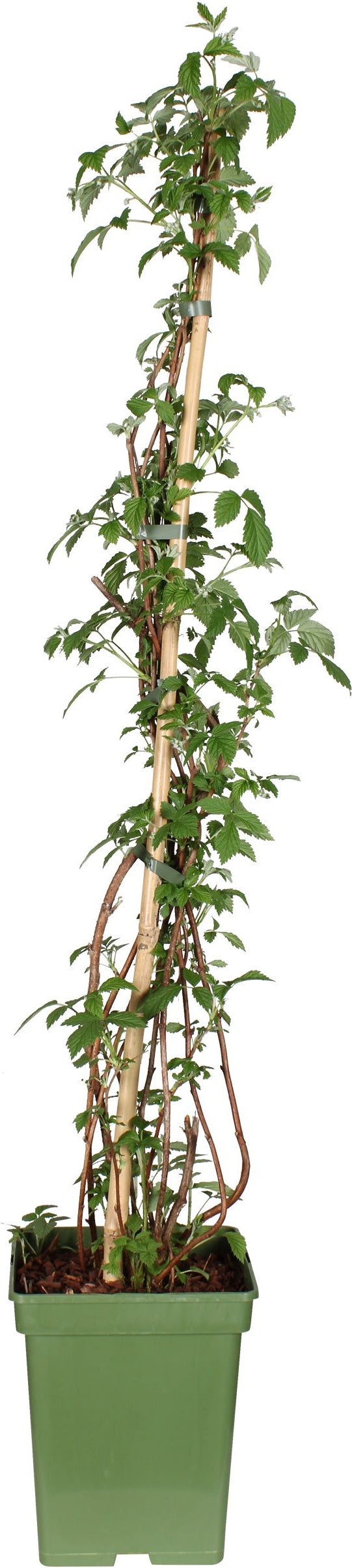 Intratuin biologische Framboos (Rubus idaeus 'Tulameen') D 23 H 100 cm