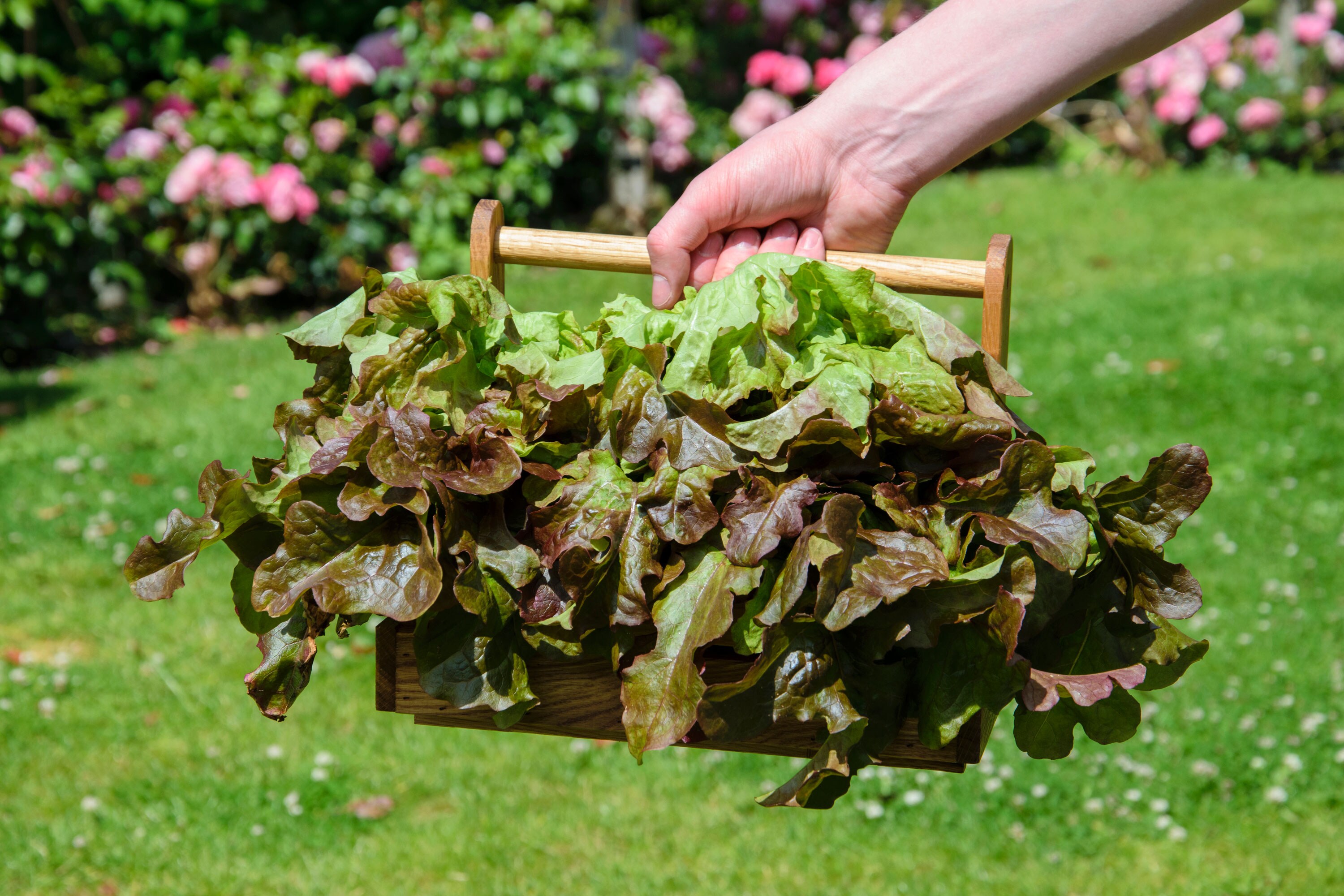 dobar Tragbarer Korb für die Ernte