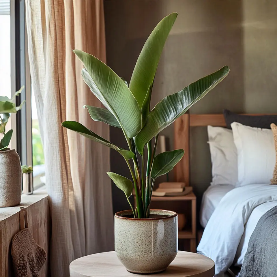 Paradijsvogelbloem - Strelitzia reginea - Hoogte 25-40cm - ⌀9cm