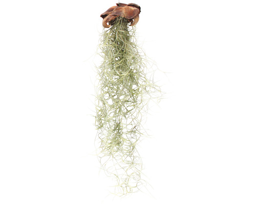 Tillandsia, Louisiana mos hangmand FloraSelf Tillandsia usneoides FloraSelf H 30-50 cm