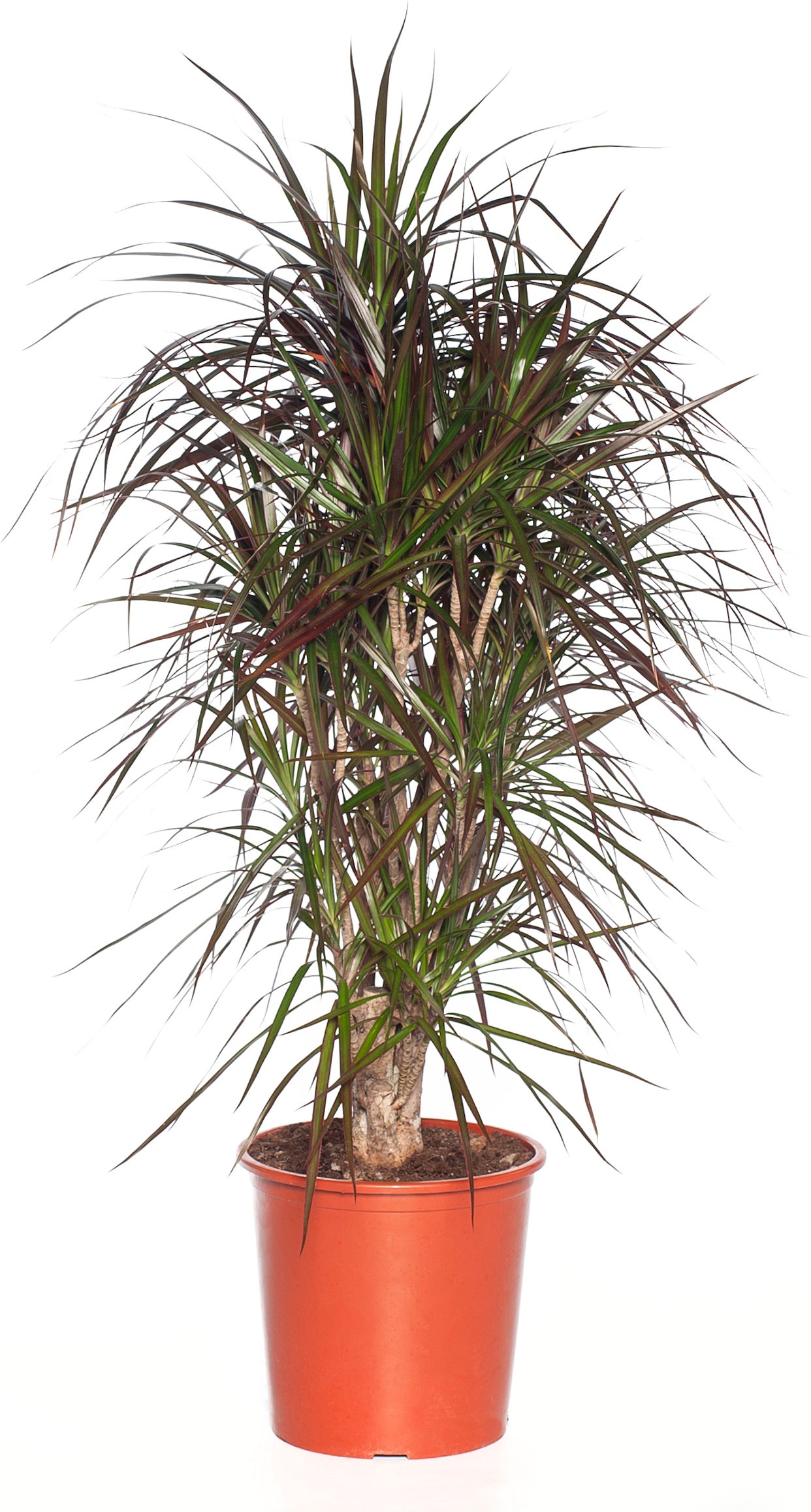 Drakenbloedboom (Dracaena marginata) D 32 H 150 cm