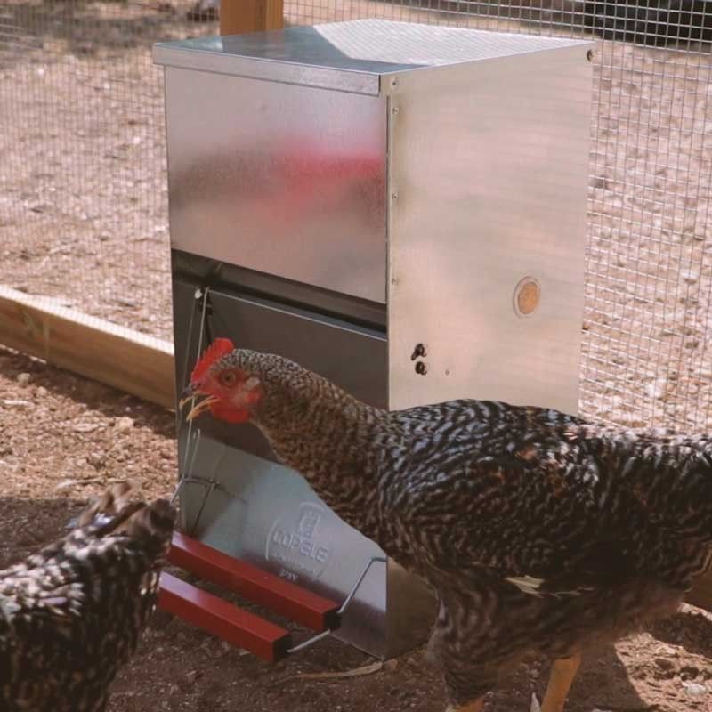 Mangeoire anti-nuisibles pour 20 poules - 40 kg