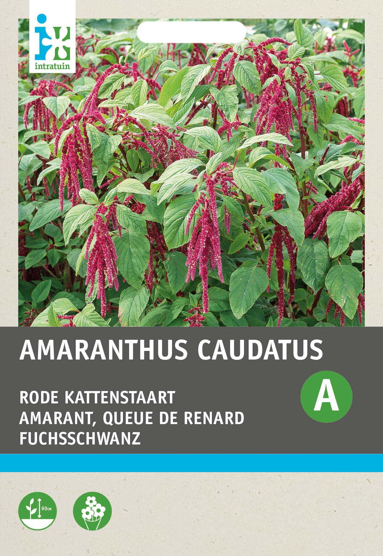 Intratuin bloemenzaad Rode Kattenstaart (Amaranthus caudatus)