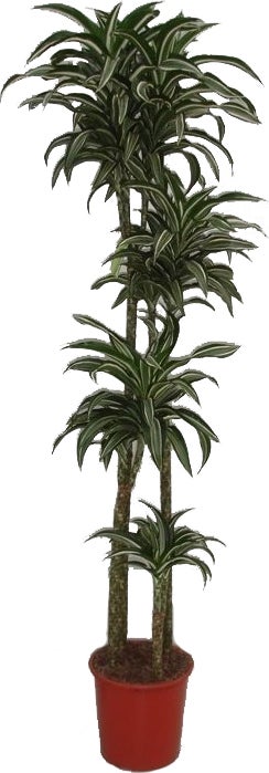 Drakenbloedboom (Dracaena fragrans 'Jade Jewel') D 27 H 170 cm