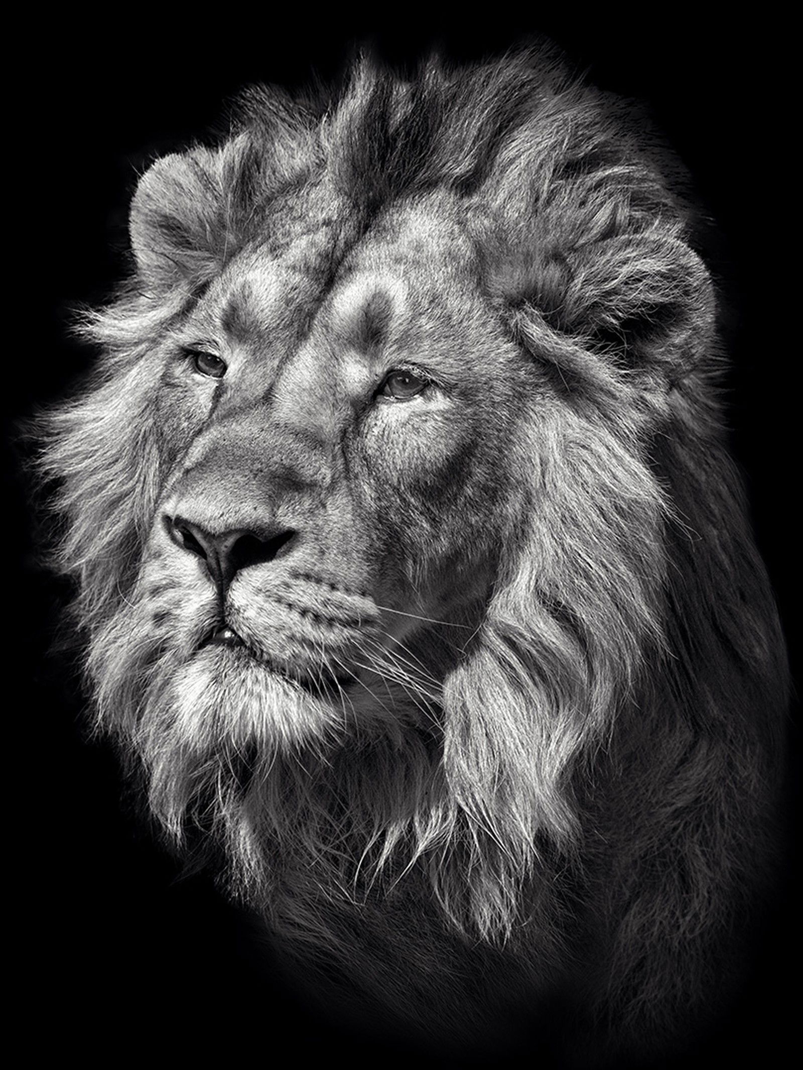 Lion II by Mikhail Kirakosyan - Limited Edition. Edition of: 150. Studio Stamp.