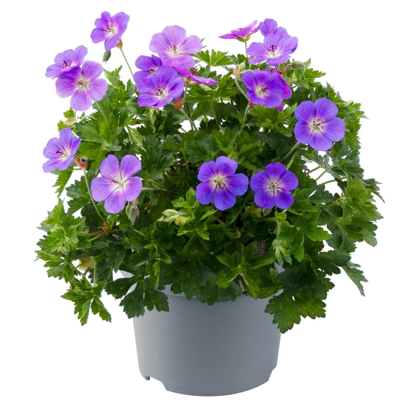 Geranium 'Bloom Me Away' Storkenebb 'Bloom Me Away' Ø17 cm