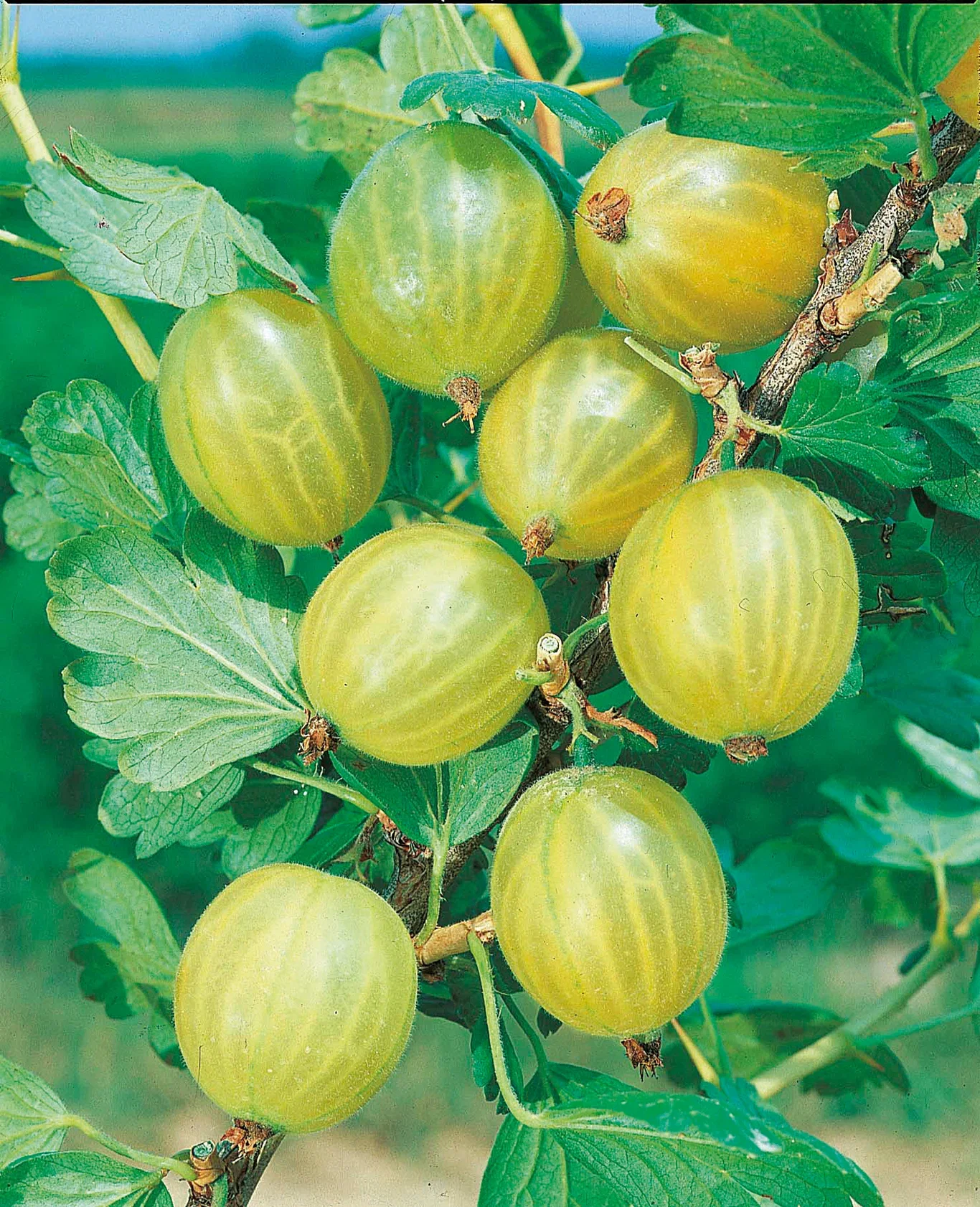 Ribes grossularia HINNONMÄKI GUL Stikkelsbær Ø22 cm