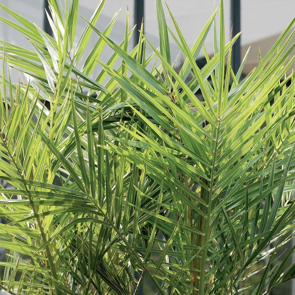 2x phoenix canariensis - palmier dattier des canaries - rustique – ⌀15 cm - ↕50-60 cm
