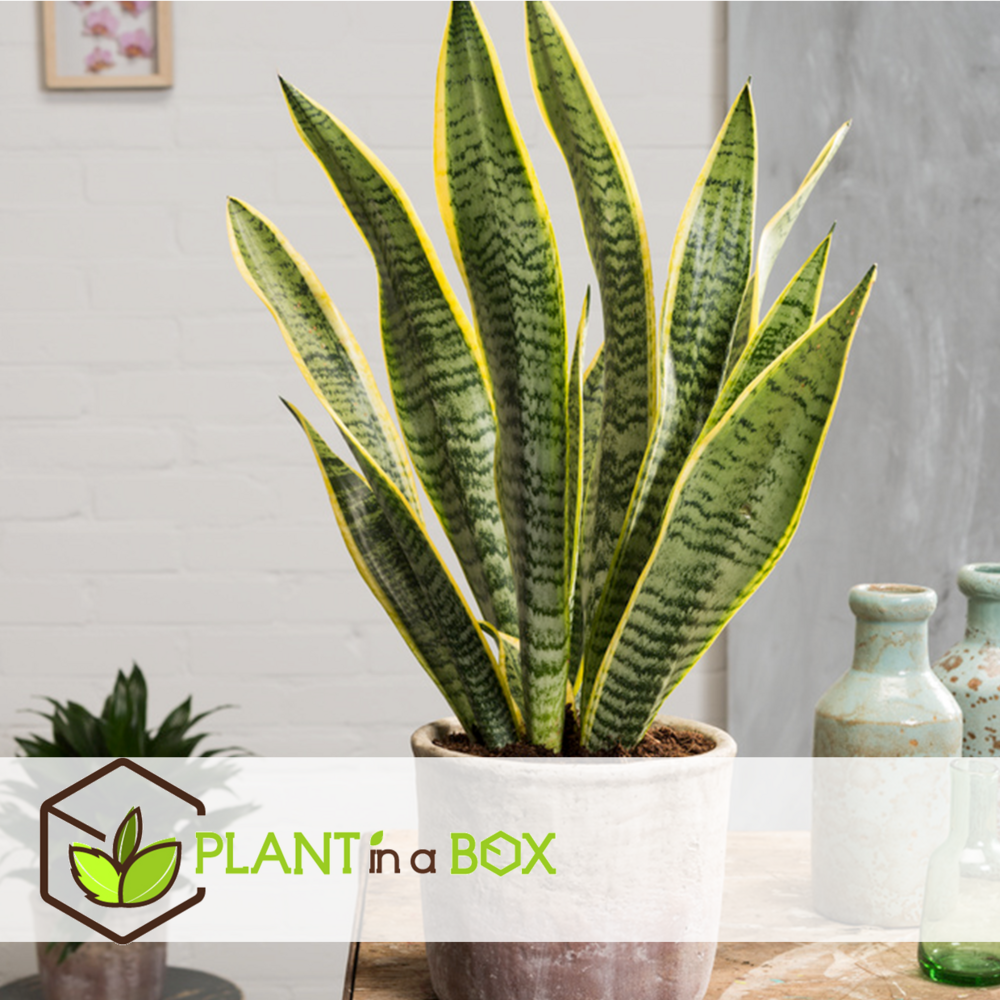 Sansevieria laurentii - set de 2 - langue femelle - pot 12cm - hauteur 30-40cm