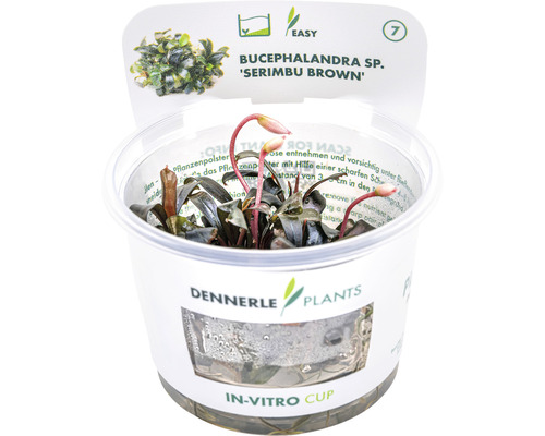 Bruine Bucephalandra - Bucephalandra spec. Serimbu Brown' IV