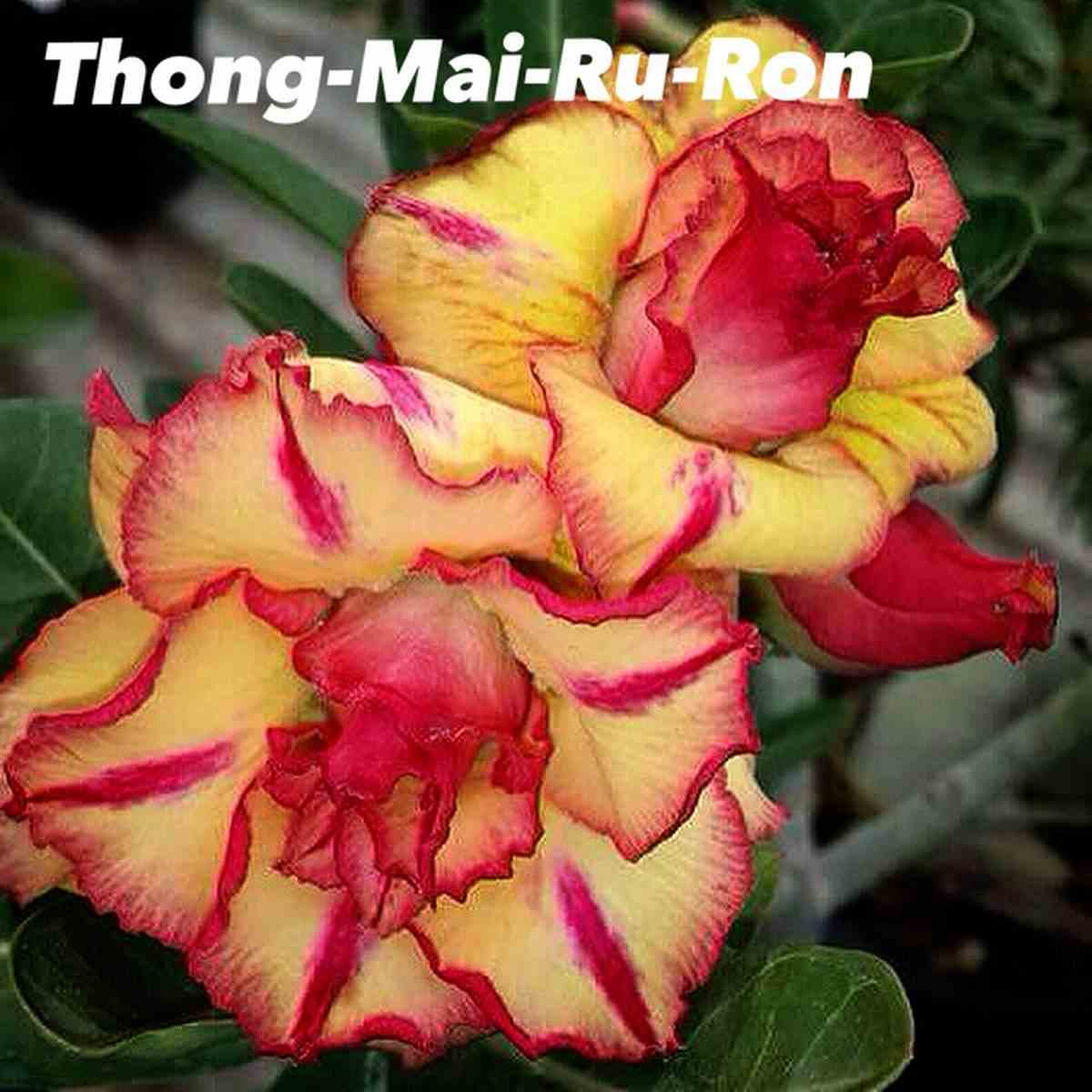 Adenium obesum cv.thong mai ru ron jaune et rouge - taille caudex d'environ 2000g 25/30cm très gros caudex