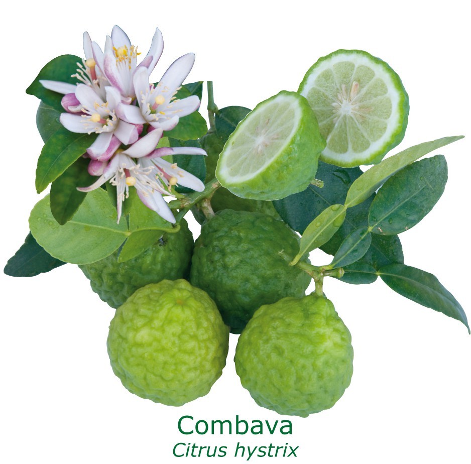 Combava / lime kaffir 