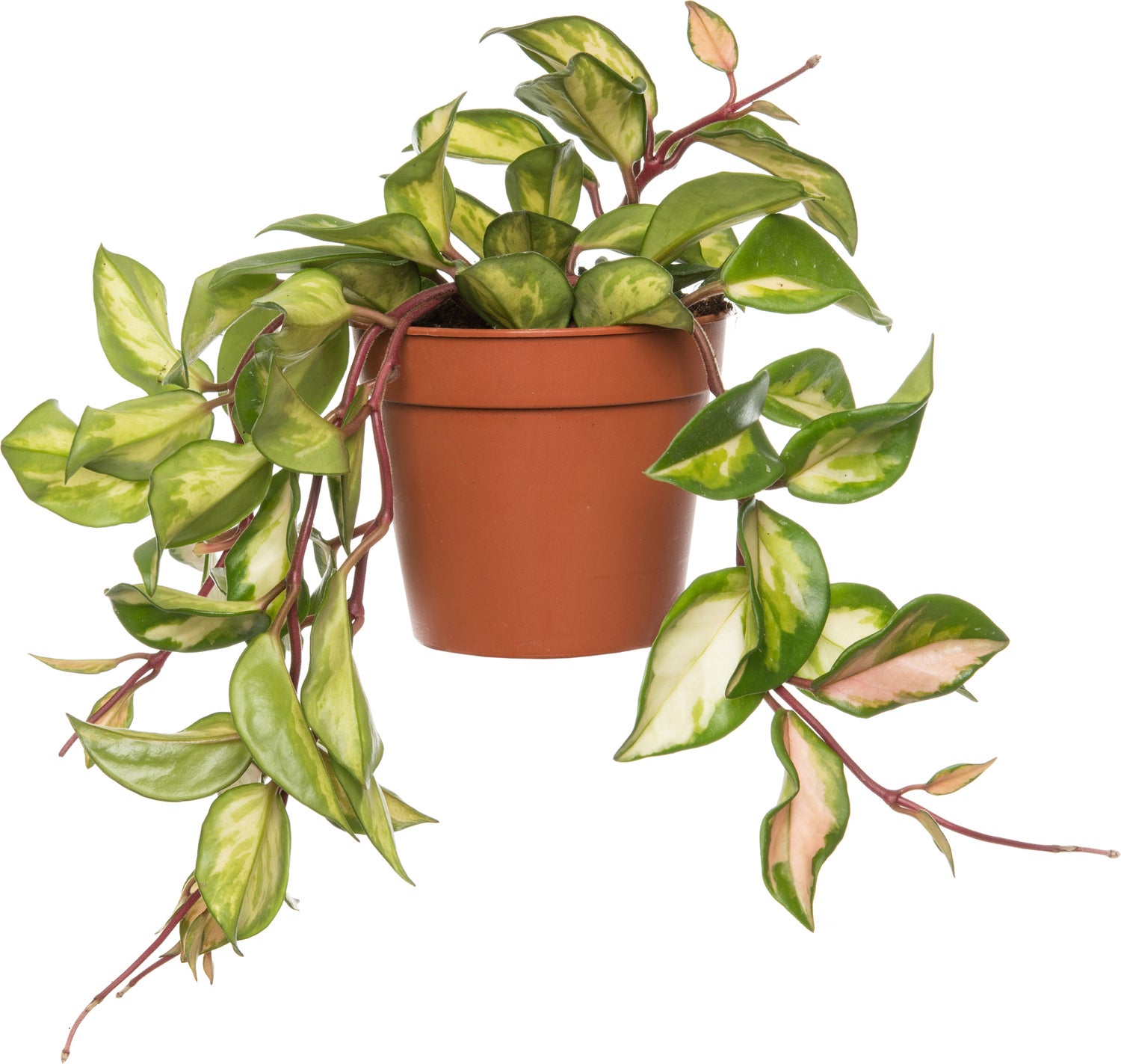 Wasbloem (Hoya carnosa 'Tricolor') D 12 H 15 cm