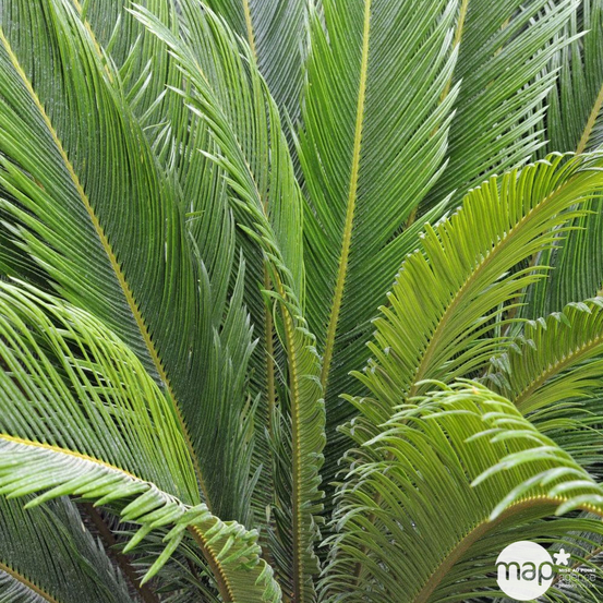 Cycas revoluta:pot D20 cm