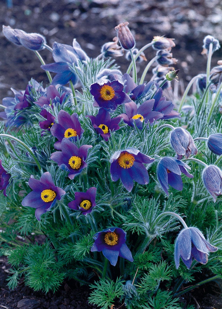 Wildemanskruid (Pulsatilla vulgaris) D 9 H 10 cm