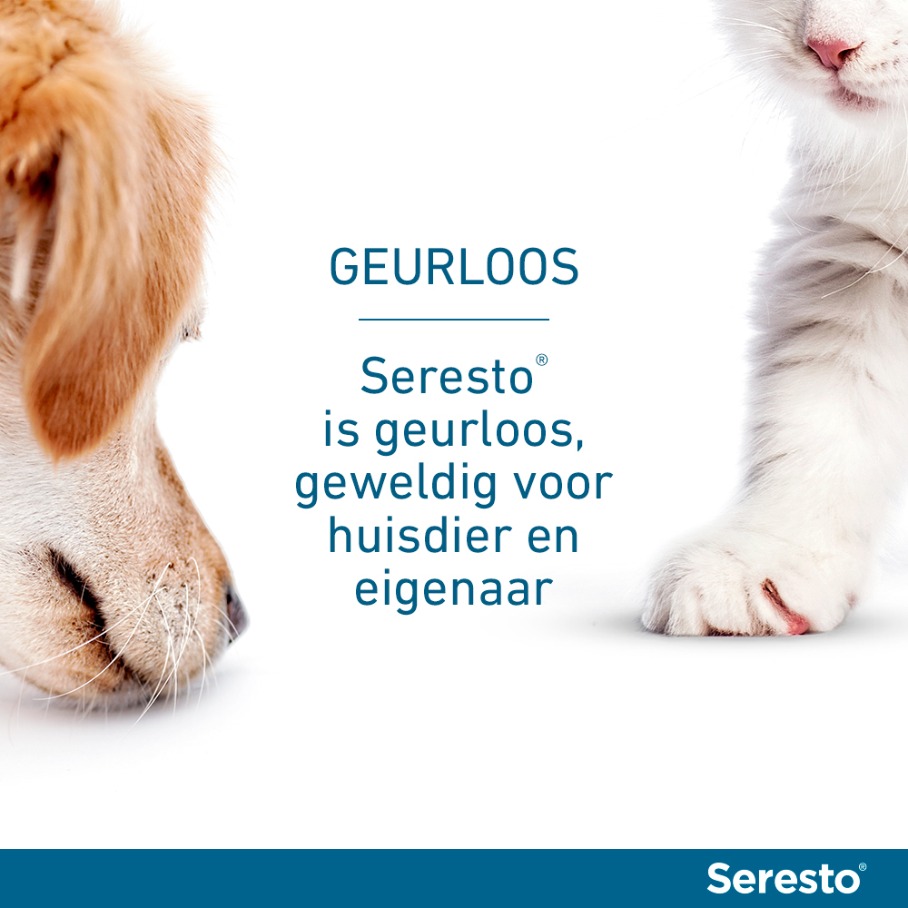 Seresto Kat