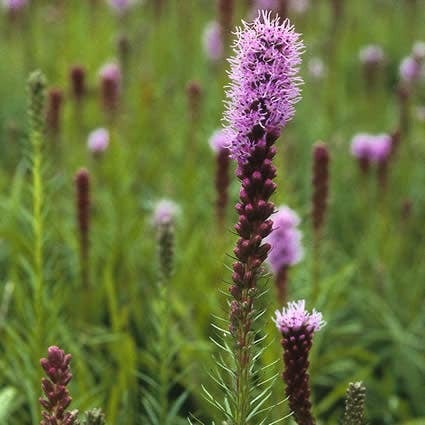 Liatris (Liatris spicata 'Kobold') D 9 H 10 cm