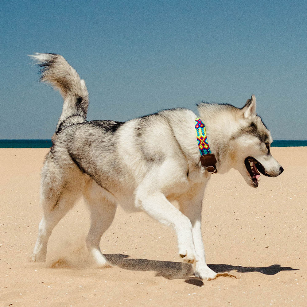 Coleira Barking Gaucho Bean para Cães