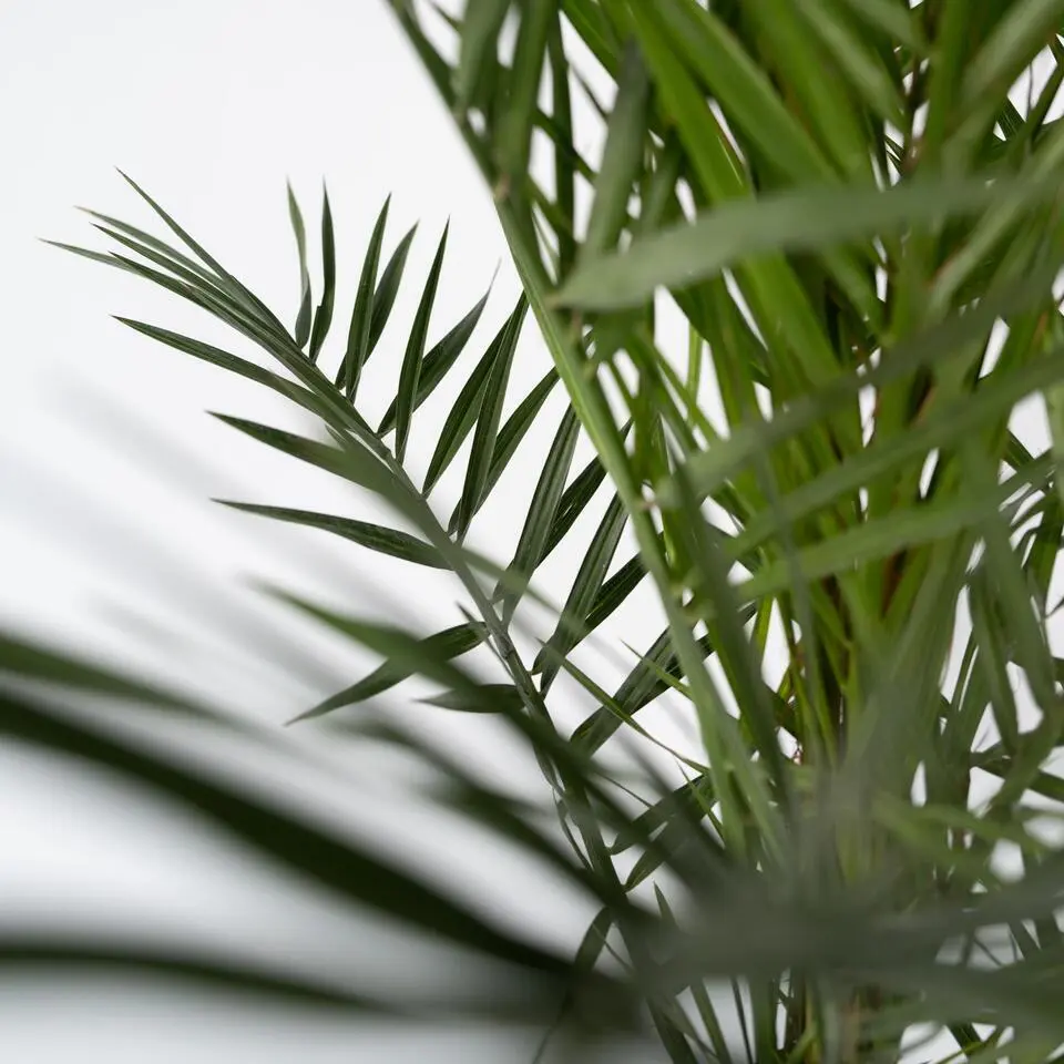 Canarische Dadelpalm - Phoenix canariensis - Hoogte 50-60cm - ⌀15cm