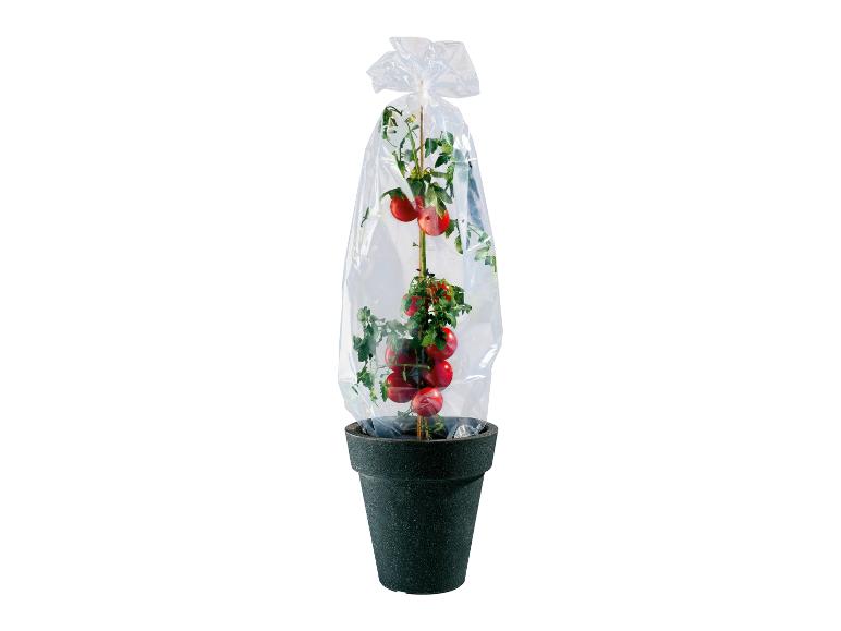 Beschermfolie voor planten en struiken