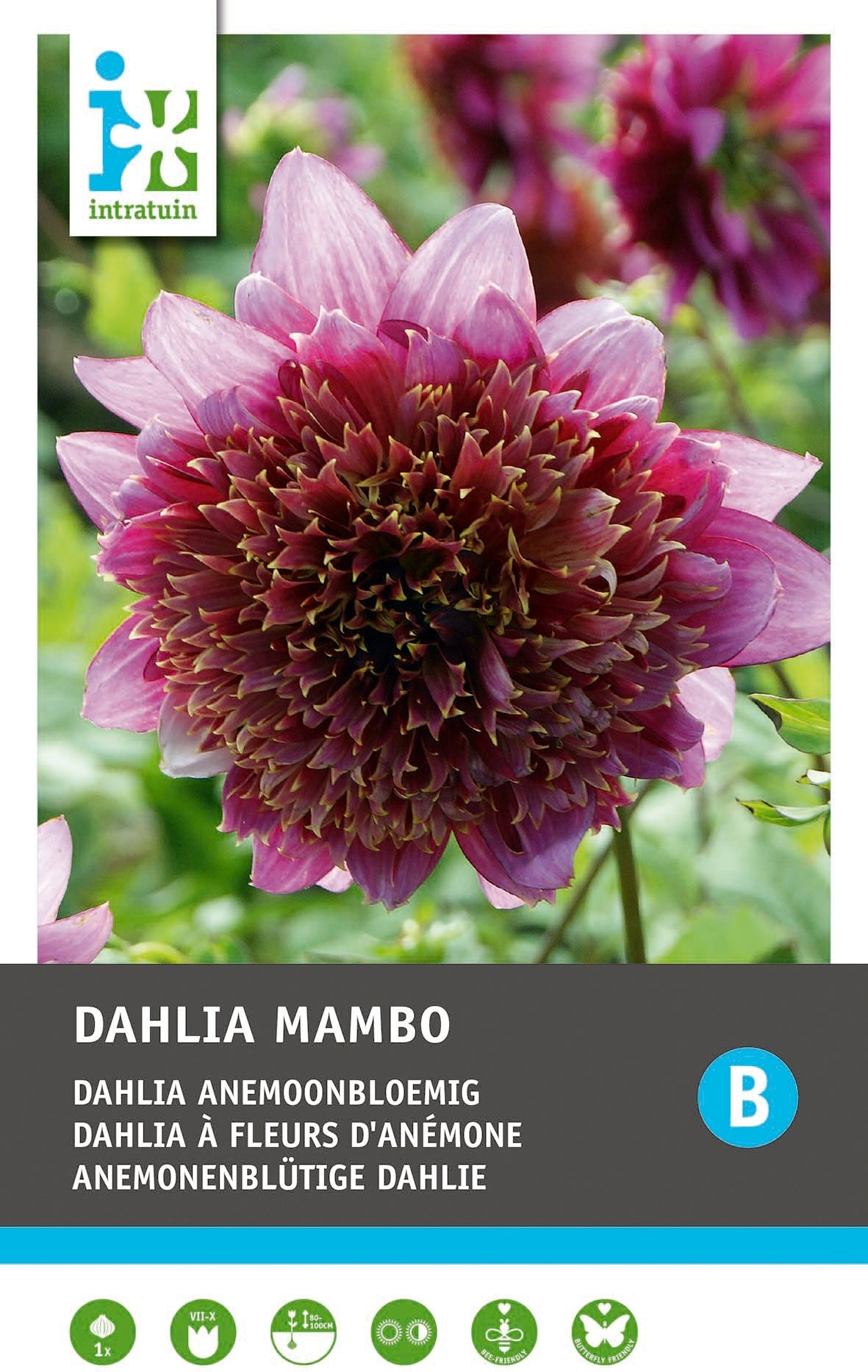 Intratuin Dahlia knol (Dahlia 'Mambo')