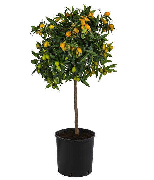 Kumquat
