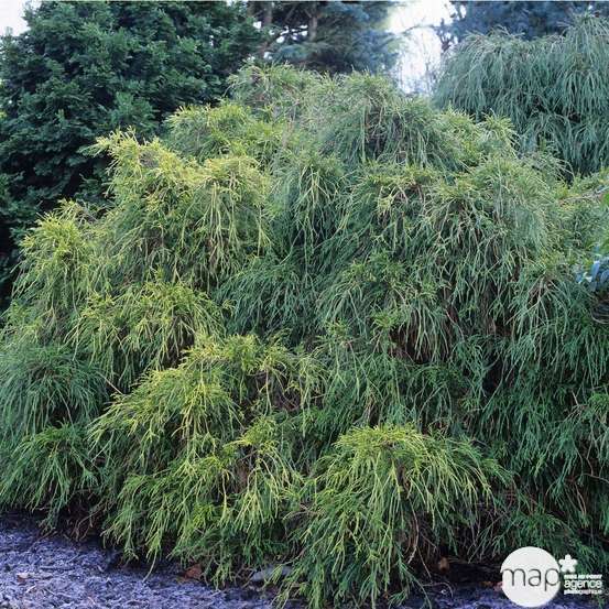 Chamaecyparis pisifera Sungold : H 30/40 cm : pot 5 L