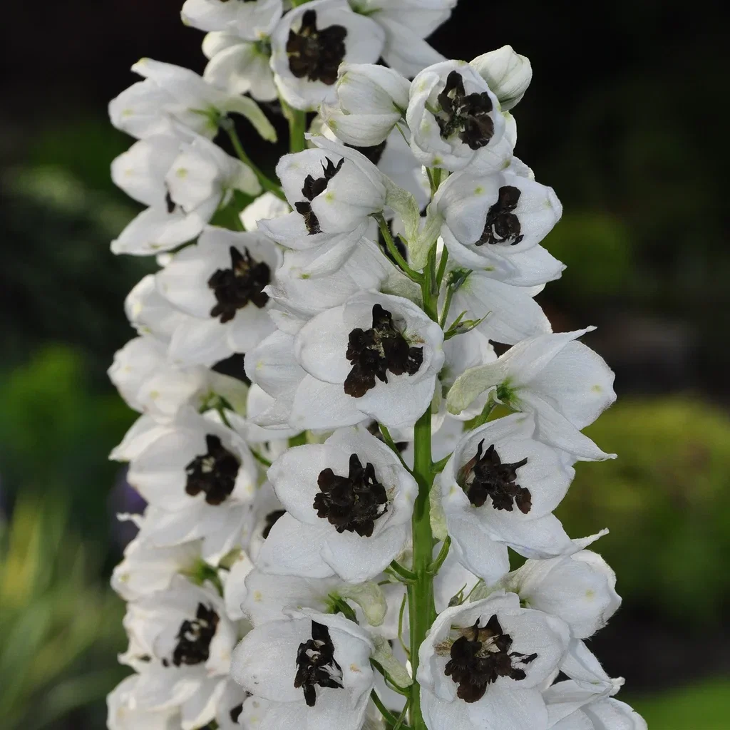 Delphinium (Elatum-Group) 'Galahad' Ridderspore 'Galahad' Ø11 cm