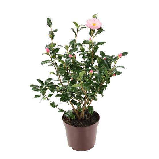 Camellia 'Nicky Crisp' : H 60/70 cm, ctr 8 Litres