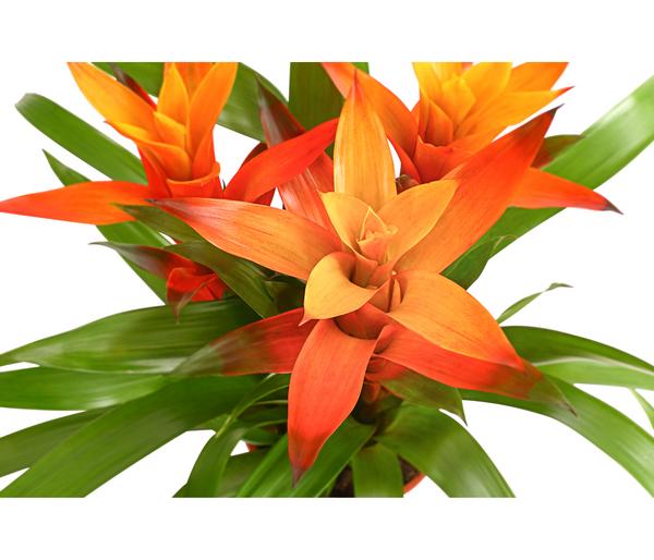 Bromelie - Bromeliaceae, verschiedene Farben