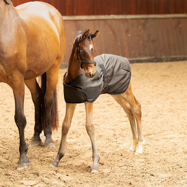 Staldeken Harry's Horse Veulen 100gr Zwart