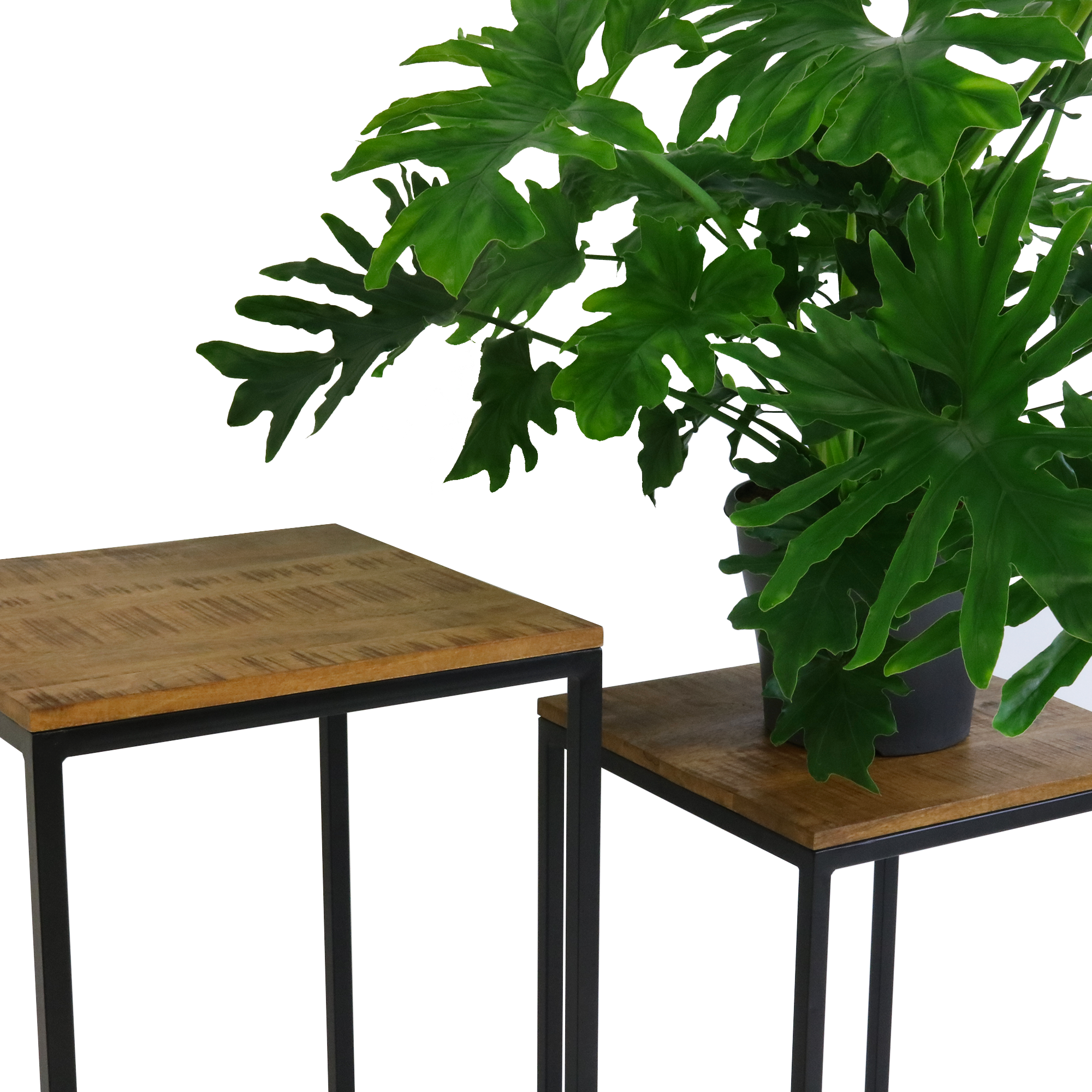 Kick Plantentafel Milo Hoog