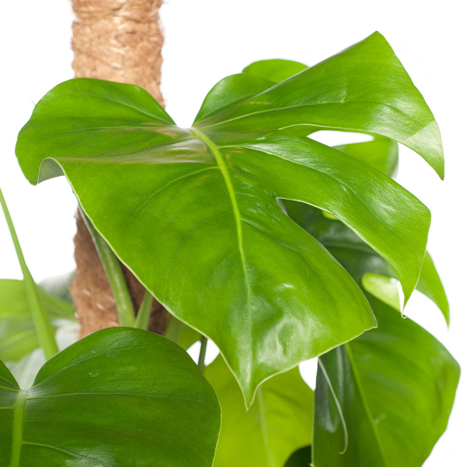 Gatenplant op mosstok (Monstera pertusum) D 24 H 120 cm