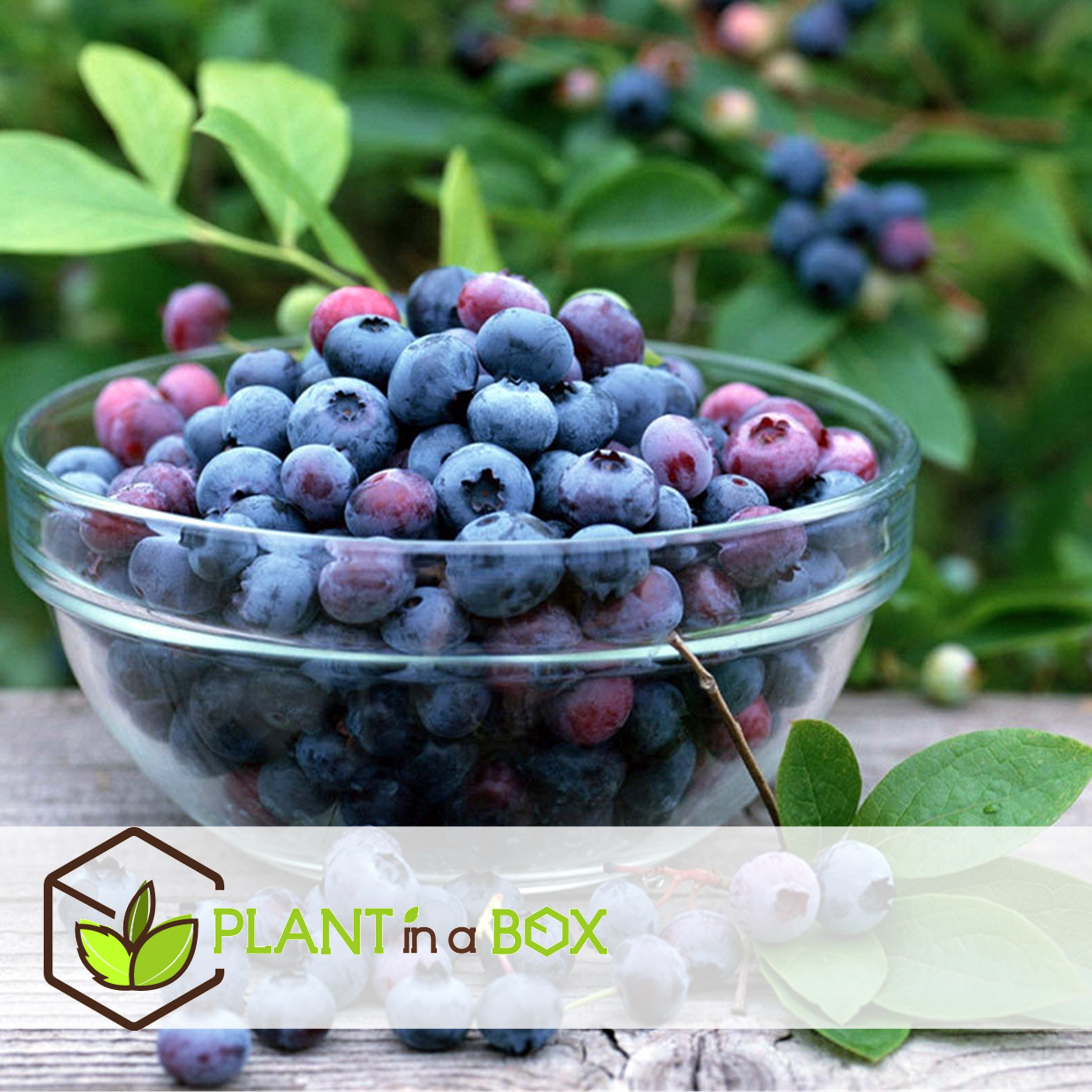 Superfruit - mix de 6 - myrtille - canneberge - goji - pot 9cm - hauteur 25-40cm