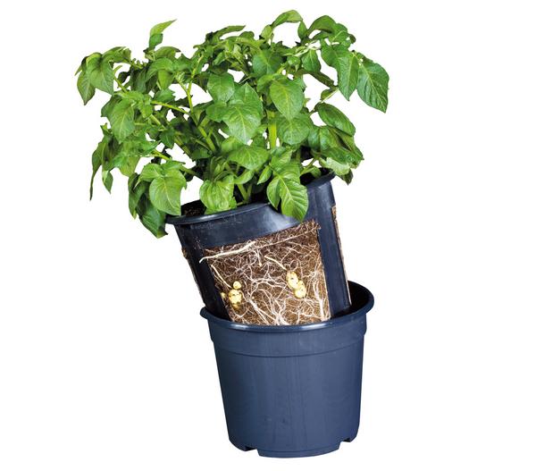 Gardenlife Potato Pot, schwarz, ca. Ø30/H27