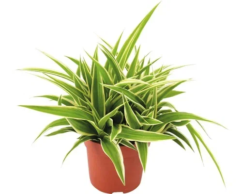 Chlorophytum comosum 'Ocean' Grønnrenner Ocean Høyde 30 cm