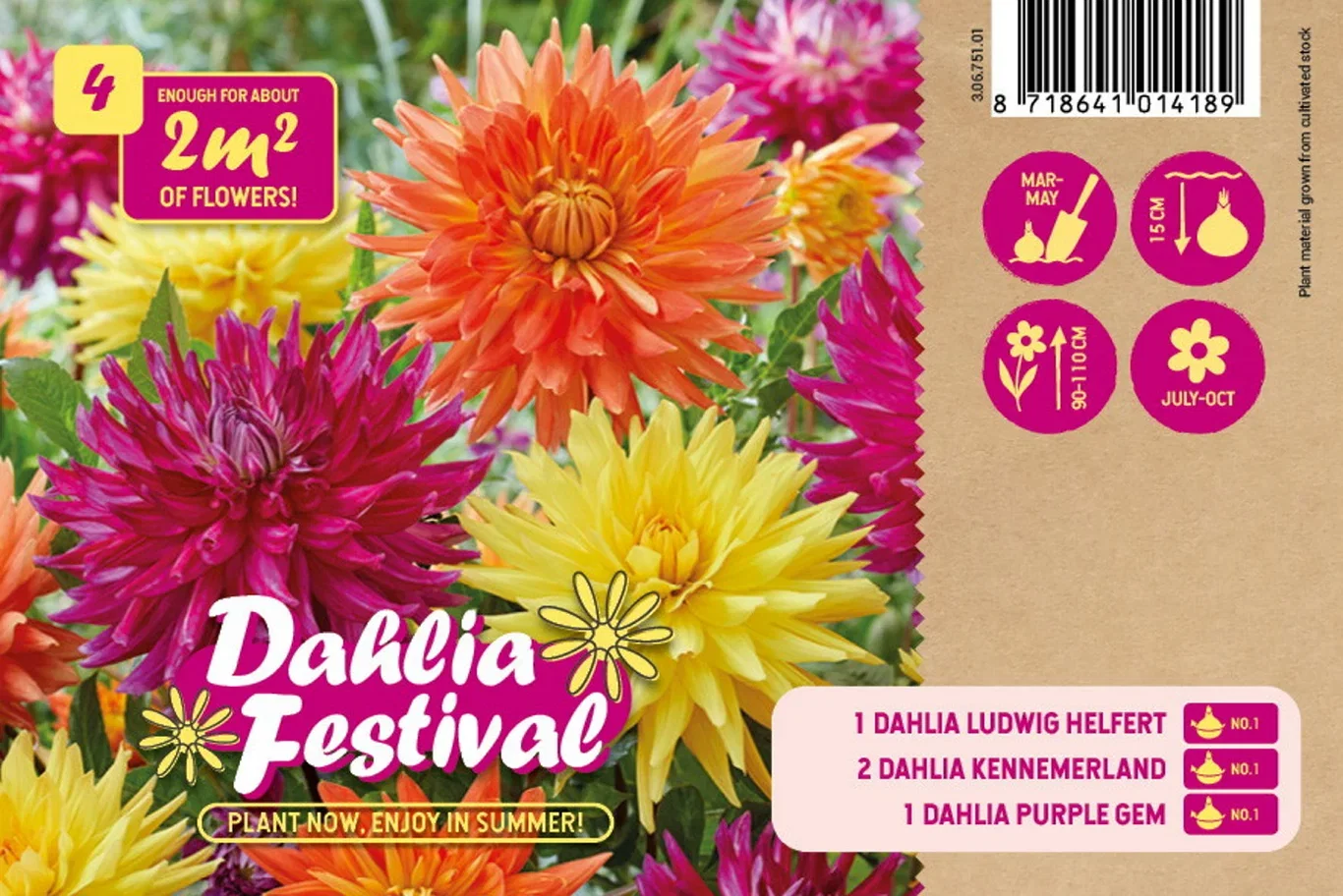 Plantagen Kaktus-dahlia miks Festival