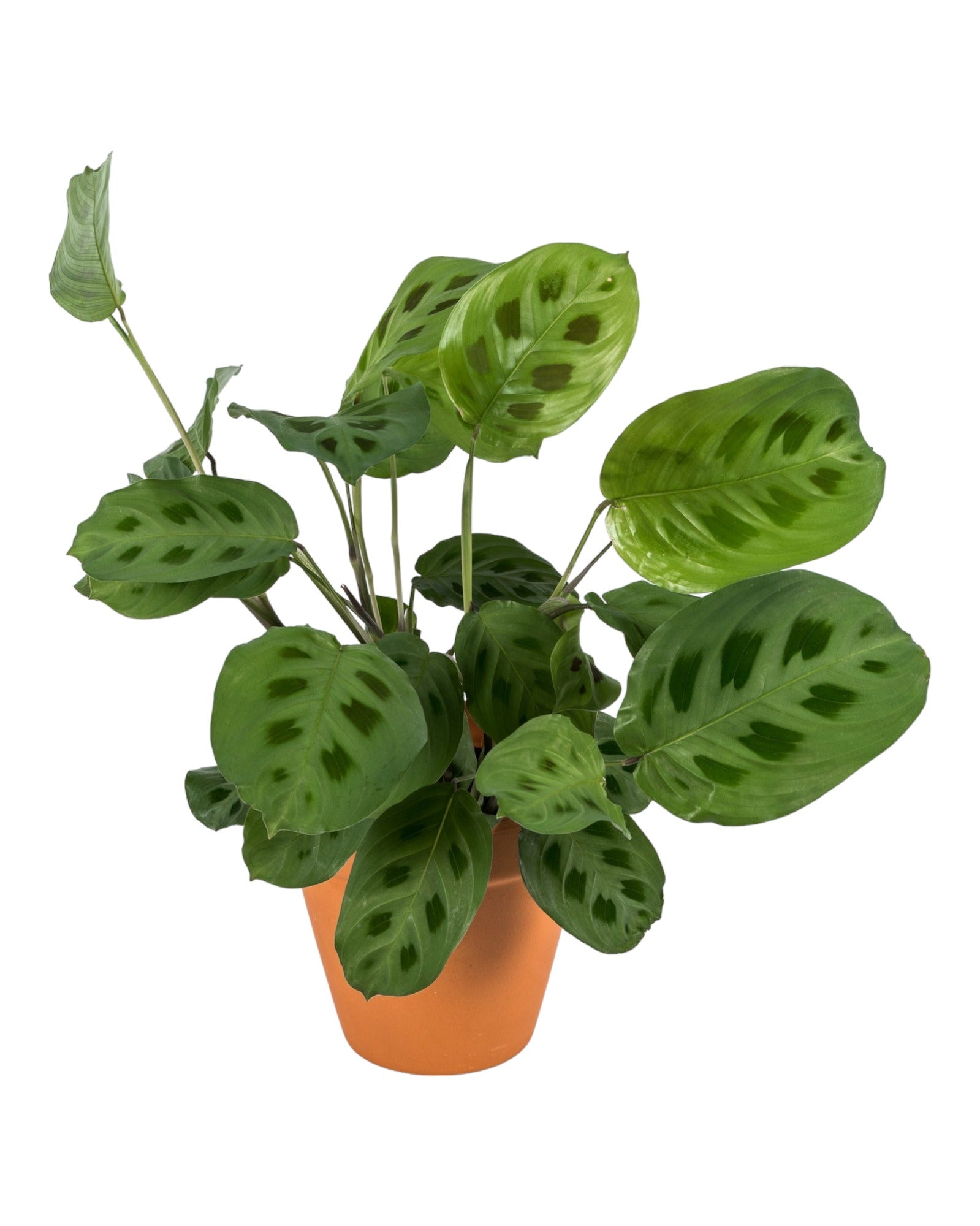 Plante d'intérieur - maranta kerchoveana 30.0cm