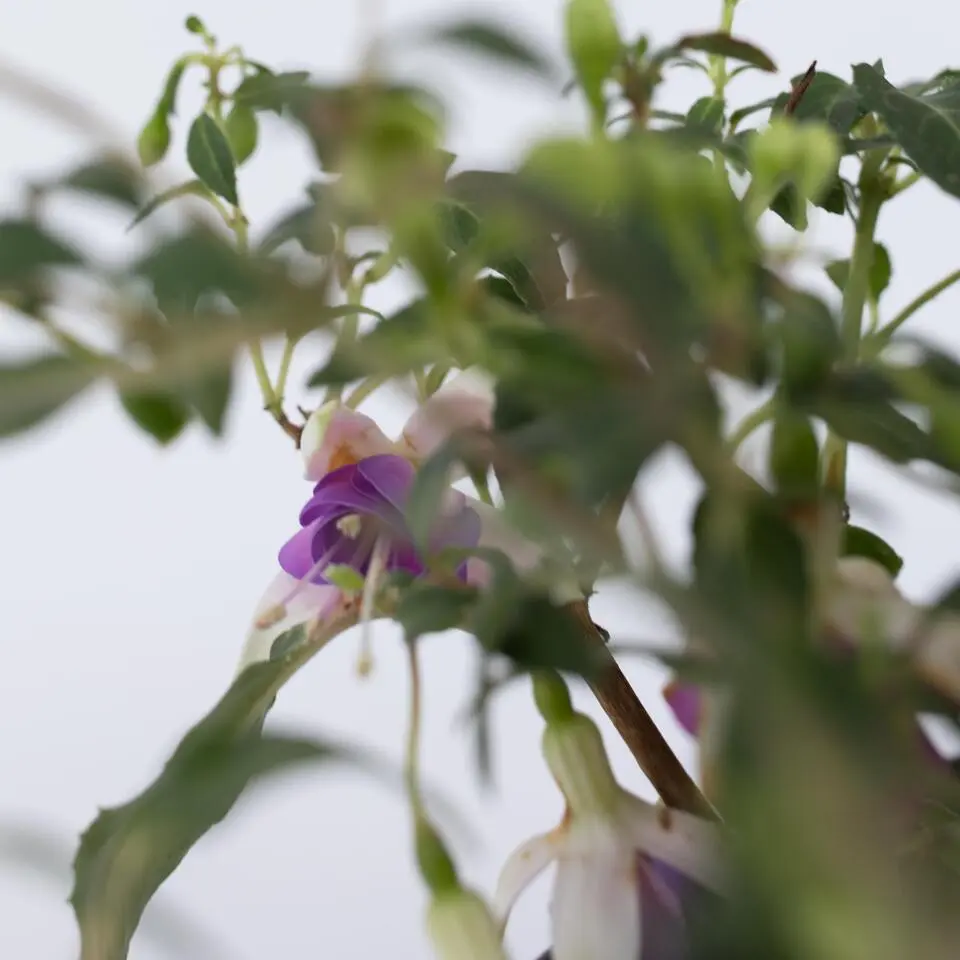 Bellenplant - Set van 6 - Fuchsia magellanica - Hoogte 10-20cm - ⌀9cm
