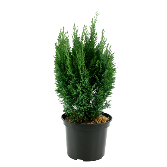 Chamaecyparis lawsoniana 'Ellwoodii' :40/60cm 4L