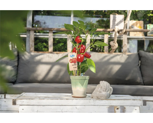 Snackpaprika's, rood, Pick&Joy, pot Ø 14 cm