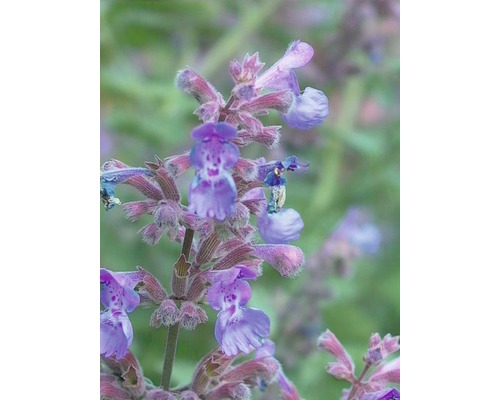 Kattenkruid FloraSelf Nepeta x faassenii 'Walker's Low' H 5-40 cm Co 0,5 L