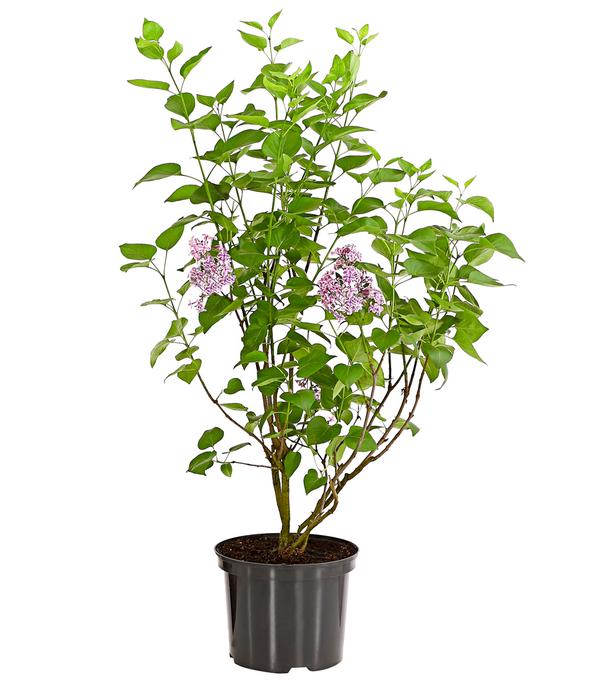 Edelflieder 'Sensation'